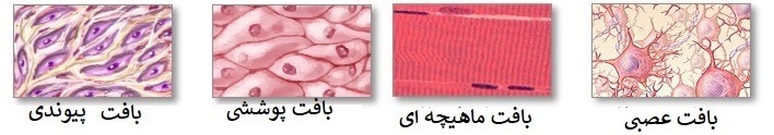 بافت اصلی بدن درعلوم هفتم فصل 11 : یاخته و سازمان بندی آن