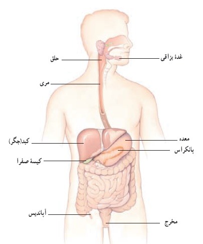 PDF درسنامه علوم هفتم فصل 13 : سفر غذا