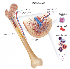 علوم هشتم فصل پنجم