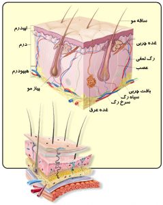 علوم هشتم فصل پنجم