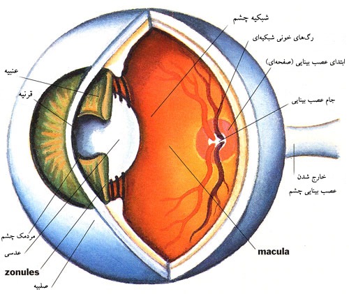 چشن ار اندام های حسی علوم هشتم فصل پنجم