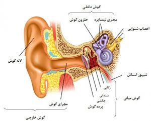 گوش از اندام های حسی علوم هشتم فصل پنجم