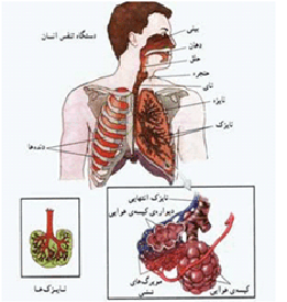 پاسخ نامه نمونه سوال علوم هفتم فصل 15