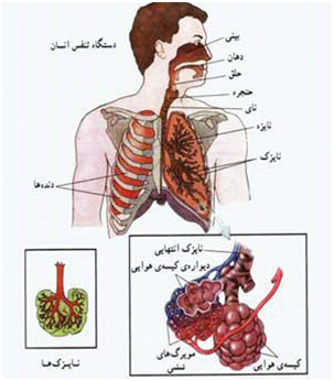 دستگاه تنفس انسان علوم هفتم فصل 15
