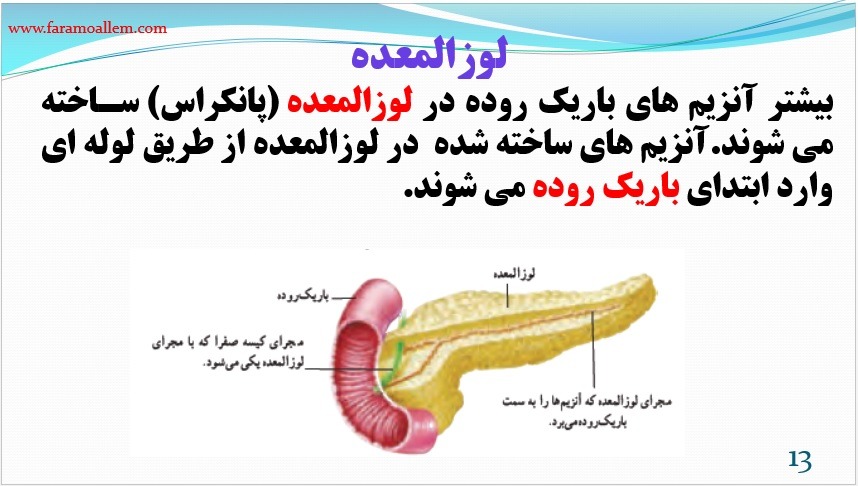 پاورپوینت علوم هفتم فصل 13 اسلاید 13
