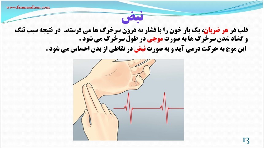 پاورپوینت-علوم-هفتم-فصل-14 اسلاید 13