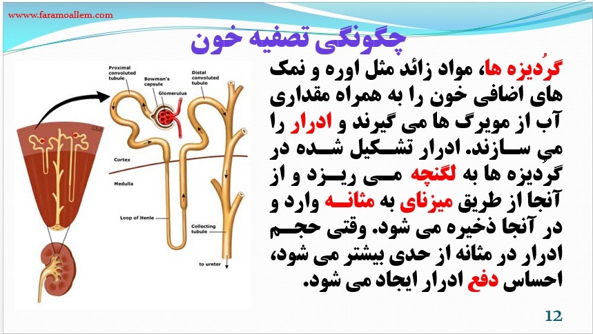 پاورپوینت علوم هفتم فصل 15 اسلاید 12