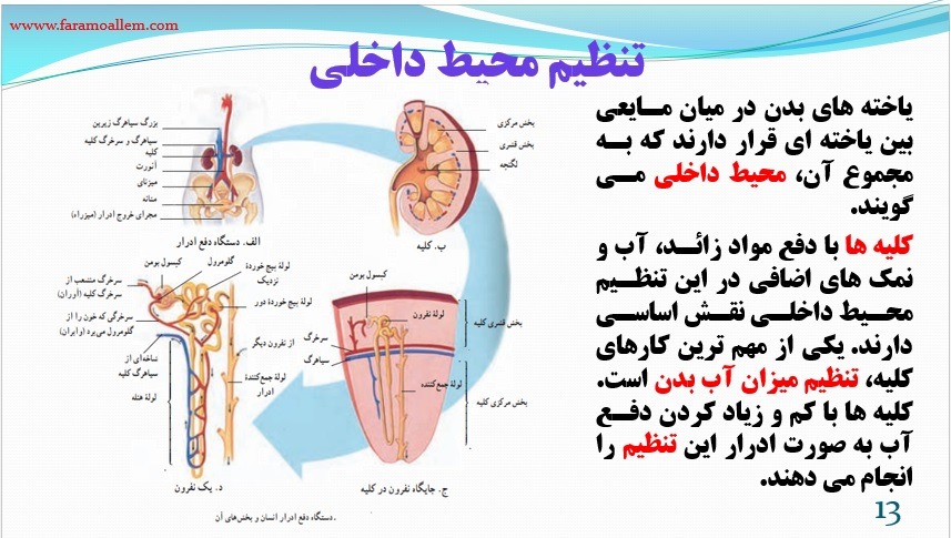 پاورپوینت علوم هفتم فصل 15 اسلاید 13