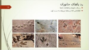 پاورپوینت علوم پنجم درس 4 اسلاید 13