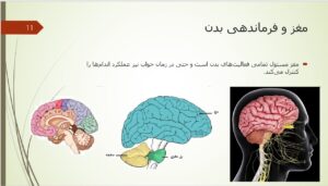 پاورپوینت علوم پنجم درس 5 : حرکت بدن اسلاید 11