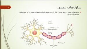 پاورپوینت علوم پنجم درس 5 : حرکت بدن اسلاید 13