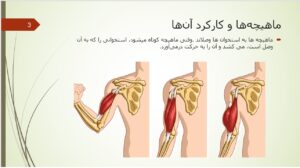 پاورپوینت علوم پنجم درس 5 : حرکت بدن اسلاید 3