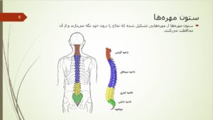 پاورپوینت علوم پنجم درس 5 : حرکت بدن اسلاید 9