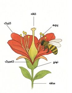 درسنامه علوم چهارم درس 12 گل