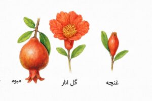 درسنامه علوم چهارم درس 12 انار