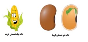 درسنامه علوم چهارم درس 12 دانه