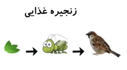 درسنامه علوم چهارم درس 13 زنجیره غذایی